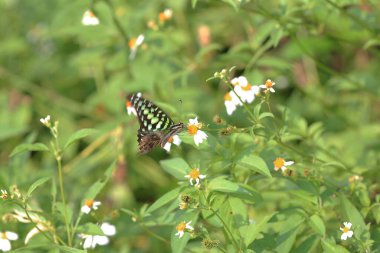 Maymun Kam Shan Şehir Parkı 'nda, Hong Kong