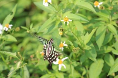 Maymun Kam Shan Şehir Parkı 'nda, Hong Kong