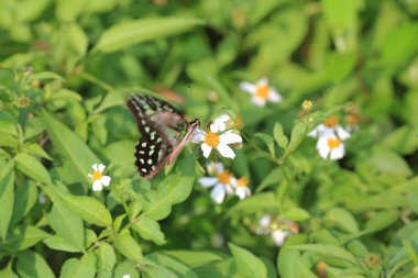 Maymun Kam Shan Şehir Parkı 'nda, Hong Kong