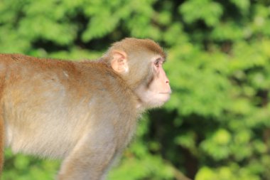 Maymun Kam Shan Şehir Parkı 'nda, Hong Kong
