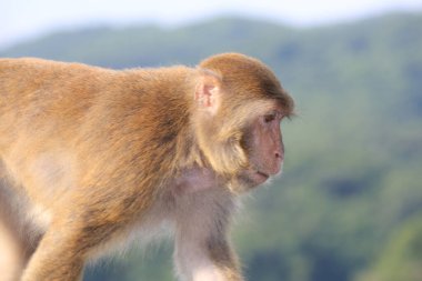 Maymun Kam Shan Şehir Parkı 'nda, Hong Kong