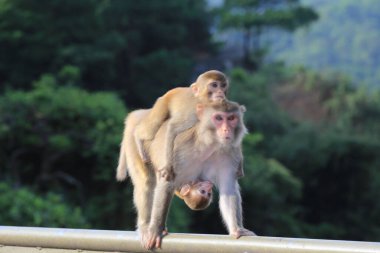 Maymun Kam Shan Şehir Parkı 'nda, Hong Kong