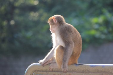 Maymun Kam Shan Şehir Parkı 'nda, Hong Kong