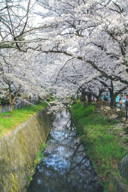 Filozoflar Baharın Yolu, Kyoto, Japonya