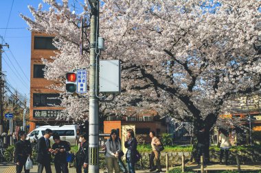 Felsefe Yürüyüşü, kiraz çiçeğiyle ünlü bir yürüyüş yoludur. 12 Nisan 2012