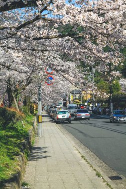 Felsefe Yürüyüşü, kiraz çiçeğiyle ünlü bir yürüyüş yoludur. 12 Nisan 2012