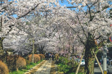 Filozoflar Baharın Yolu, Kyoto, Japonya 12 Nisan 2012