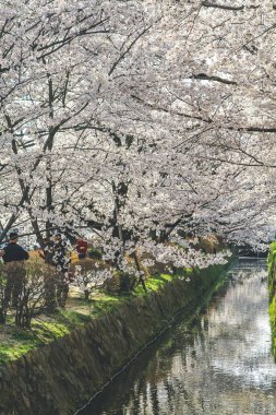 Kyoto, Japonya bahar felsefe yürüme.