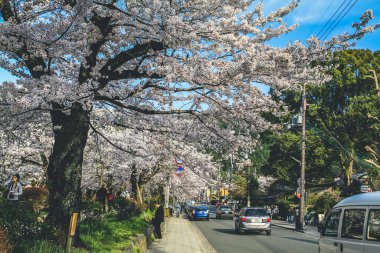 Filozoflar Baharın Yolu, Kyoto, Japonya 12 Nisan 2012