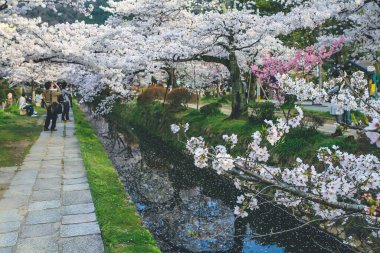 Filozoflar Baharın Yolu, Kyoto, Japonya 12 Nisan 2012