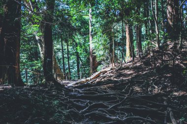 Kurama-Dera Tapınağı 'ndaki sedir ağaçları ve kökleri.