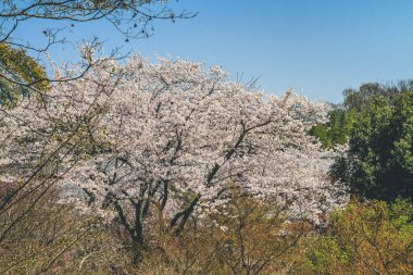Tenryu ji tapınağı, mavi gökyüzü Kyoto ile Sakura,