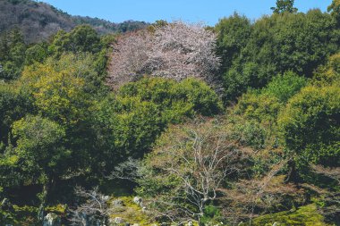 Arashiyama, Kyoto, Japonya Tenryuji tapınağında Japon bahçesi.