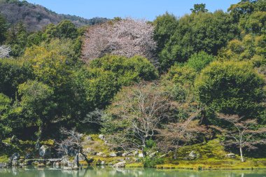 Arashiyama, Kyoto, Japonya Tenryuji tapınağında Japon bahçesi.