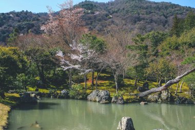 Arashiyama, Kyoto, Japonya Tenryuji tapınağında Japon bahçesi.