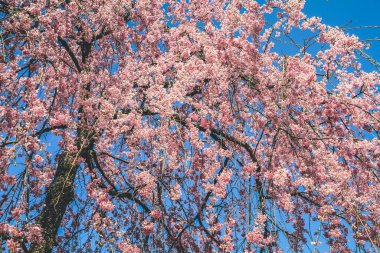 Tenryu ji Tapınağında canlı bir kiraz çiçeği.