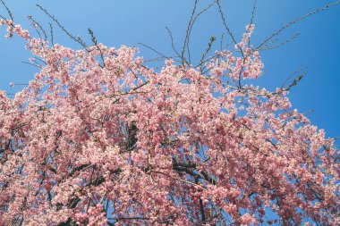 Tenryu ji Tapınağında canlı bir kiraz çiçeği.