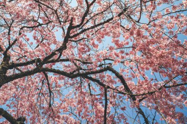 Tenryu ji Tapınağında canlı bir kiraz çiçeği.