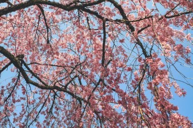 Tenryu ji Tapınağında canlı bir kiraz çiçeği.