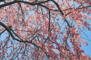 Tenryu ji Tapınağında canlı bir kiraz çiçeği.