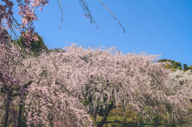 Tenryu ji Tapınağında canlı bir kiraz çiçeği.