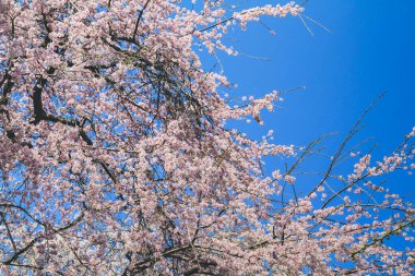 Tenryu ji Tapınağında canlı bir kiraz çiçeği.