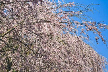 Tenryu ji Tapınağında canlı bir kiraz çiçeği.