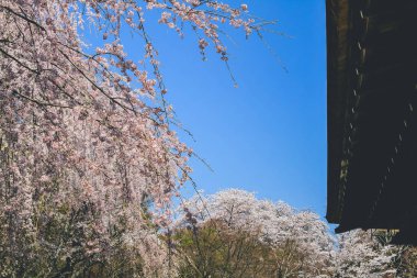 Tenryu ji Tapınağında canlı bir kiraz çiçeği.