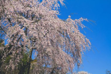 Tenryu ji Tapınağında canlı bir kiraz çiçeği.