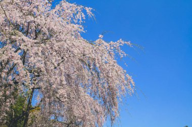 Tenryu ji Tapınağında canlı bir kiraz çiçeği.