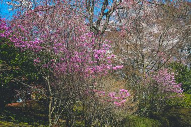 Rododendron dilatatum, ya da Japonca mitsuba tsutsuji,