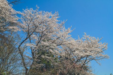 Tenryu ji tapınağı, mavi gökyüzü Kyoto ile Sakura,