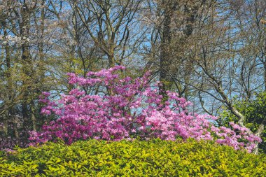 Rododendron dilatatum, ya da Japonca mitsuba tsutsuji,