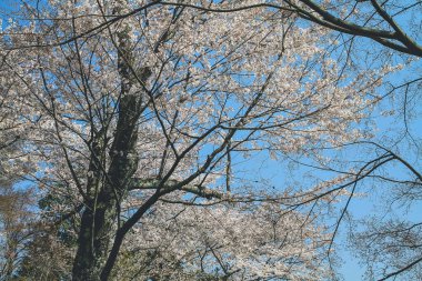 Tenryu ji tapınağı, mavi gökyüzü Kyoto ile Sakura,