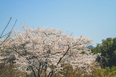 Tenryu ji tapınağı, mavi gökyüzü Kyoto ile Sakura,