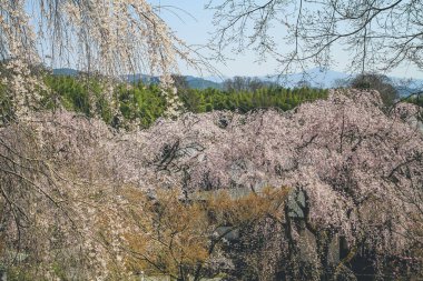 Arashiyama 'daki kiraz çiçekli Tenryuji Tapınağı