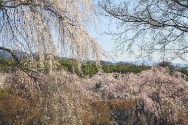 Arashiyama 'daki kiraz çiçekli Tenryuji Tapınağı