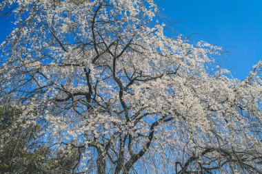 Tenryu ji tapınağı, mavi gökyüzü Kyoto ile Sakura,