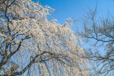Tenryu ji tapınağı, mavi gökyüzü Kyoto ile Sakura,
