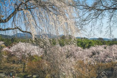 Tenryu ji tapınağı, mavi gökyüzü Kyoto ile Sakura,