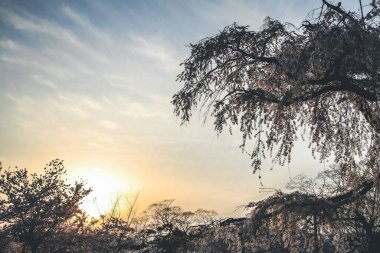 Ağlayan kiraz ağacının gün batımı Maruyama Parkı, Kyoto