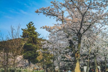 Japonya, Kyoto 'daki Maruyama Parkı manzarası