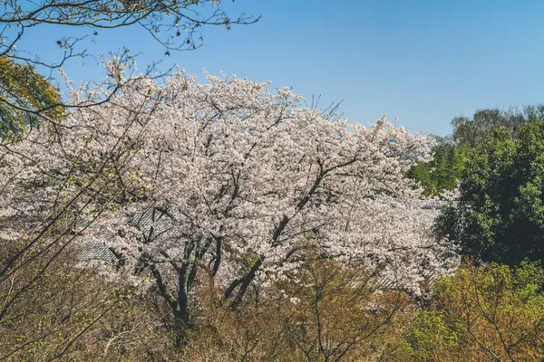 Tenryu ji tapınağı, mavi gökyüzü Kyoto ile Sakura,