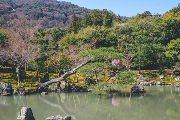 Arashiyama, Kyoto, Japonya Tenryuji tapınağında Japon bahçesi.