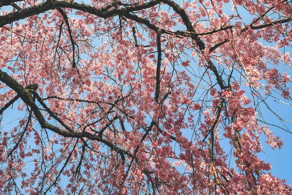 Tenryu ji Tapınağında canlı bir kiraz çiçeği.