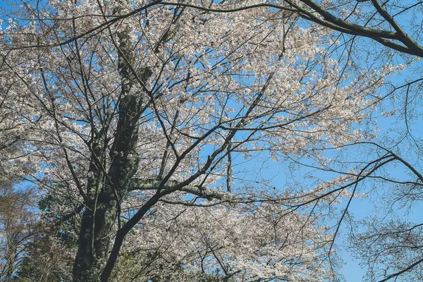 Tenryu ji tapınağı, mavi gökyüzü Kyoto ile Sakura,