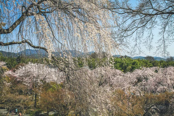 Tenryu ji tapınağı, mavi gökyüzü Kyoto ile Sakura,