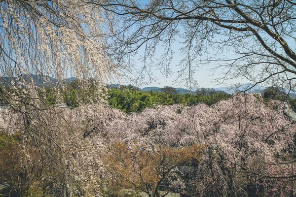 Tenryu ji tapınağı, mavi gökyüzü Kyoto ile Sakura,