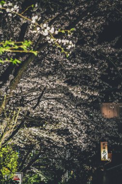 Gion bölgesindeki Dar Sokak 'ta kiraz çiçeği.