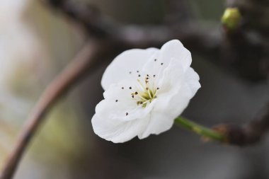 Kış mevsiminde erik gülü.